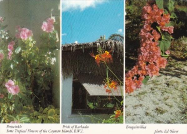 Barbados Native Flowers Periwinkle Bougainvillea & Pride Of Barbados