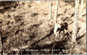 RPPC Deer in Backbone State Park, IA Vintage Postcard S35