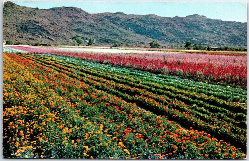 VINTAGE POSTCARD VIEW OF THE SOUTH MOUNTAIN FLOWER GARDENS PHOENIX ARIZONA 1959