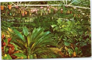 postcard - Hodges Gardens - plants in greenhouse - Many, Louisiana