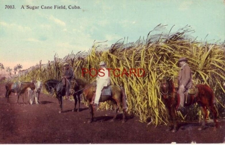 A SUGAR CANE FIELD, CUBA publ by Harris Bros. Co., Havana