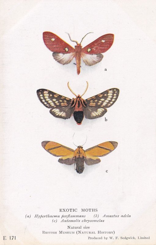 Amastus Adela Hyperthaema Perflammans Peru Moth Exotic Moths Postcard