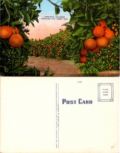 Luscious Oranges Awaiting You Here -MSO (10368)