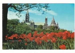 Tulips, Major Hill Park, Parliament Buildings, Ottawa, Vintage Chrome Postcard