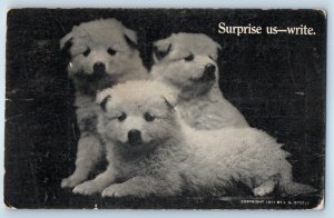 c1910's Three Cute Puppies Dog Surprise Us Write Steele Kearney NE Postcard