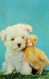Dogs Puppy and Young Chicken Cuddling