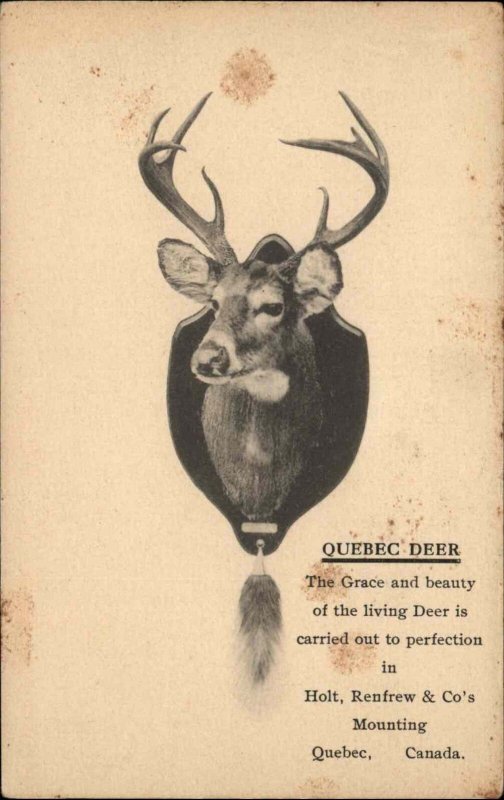 Taxidermy Advertising Mounted Deer Head Holt Refrow Co Quebec c1910 PC