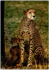 VINTAGE CONTINENTAL SIZED POSTCARD CHEETAH AND HER CUB POSTED BENIN AFRICA 1982