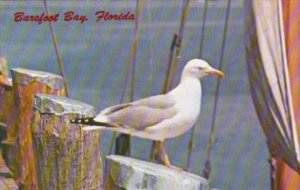 Florida Birds Sea Gull At Barefoot Bay