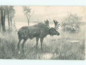 foreign Old Postcard GREAT VIEW OF LARGE MOOSE AC2296