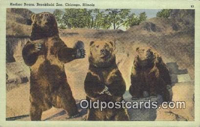 Kodiac Bear Brookfield Zoo, Chicago Illinois, USA Bear Unused 