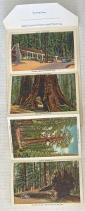 Mariposa Grove of Big Trees Yosemite National Park 18 Postcard Souvenir Folder