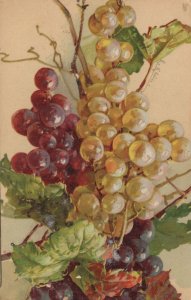 Tucks Grapes Fruits Oilette Antique Postcard