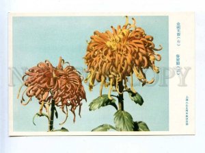 204277 CHINA chrysanthemum gold mallow old postcard