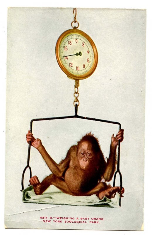 Weighing a Baby Orang