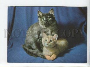 3179388 Cats old postcard