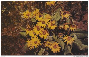 Yellowstone National Park Wildflower, 50-60s ; Balsamroot