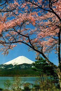 Japan Mount Fuji Through The Cherry Blossoms