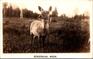 Eckerman MI Fawn baby deer in field woods cute vintage postcard