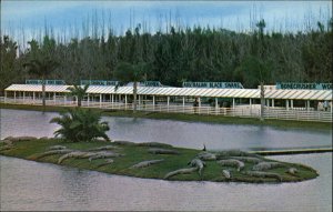Orlando Florida FL Alligator Farm Gatorland c1950s-60s Postcard