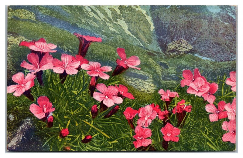 DIANTHUS GLACIALLS Flowers Blooming Mountain Vintage Postcard