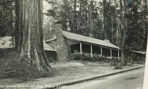 1952 Mariposa Grove of Big Trees Lodge Real Photo Postcard RPPC Yosemite Cancel