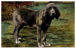 Dog   , Bloodhound
