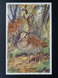 Bird Theme WOODCOCK Artist H.J. Slijper c1950s Postcard by R.S.P.B.