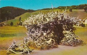 Yellowstone National Park The House Of Antlers At Mammoth