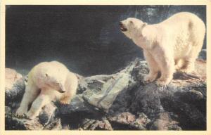 Vintage Postcard Skansen Stockholm Sweden Polar Bears Isbjornar Unposted nice