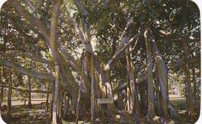 Hawaii Maui Lahaina Typical Banyan Tree