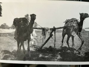 Thebes Ploughing as nowaday two camels RPPC postcard plowing agriculture