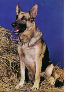 Hound. Hunting dog  Modern French photo postcard 1970s