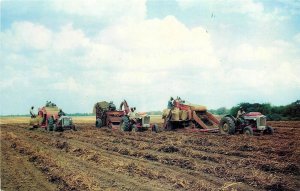 Dothan Alabama 1950s Peanut Farm agriculture occupation Postcard 24-7900