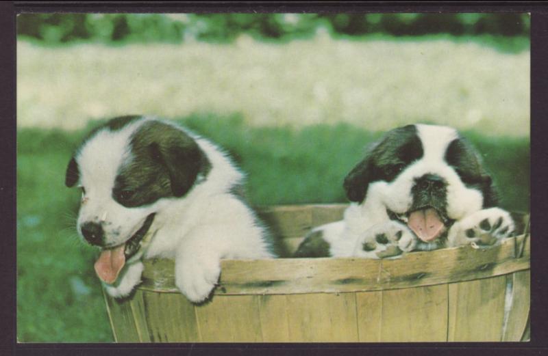 St Bernard Puppies