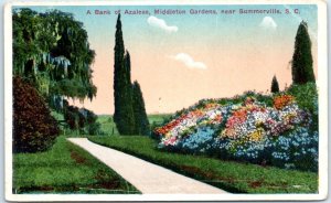 M-62822 A Bank of Azaleas Middleton Gardens Charleston South Carolina