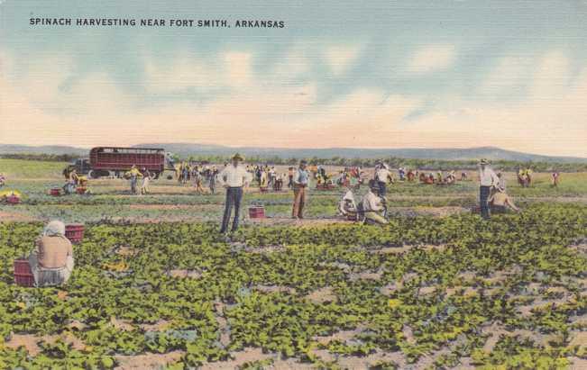 Spinach Harvesting on Farm near Fort Smith AR, Arkansas - pm 1943 - Linen