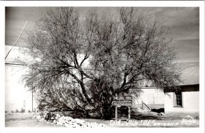 RPPC, Wickenburg AZ Arizona   THE JAIL TREE  ca1940's Frashers Photo Postcard