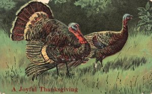 Vintage Postcard A Joyful Thanksgiving Two Turkeys In The Countryside Greetings