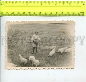 452546 USSR little boy feeding chickens Old photo