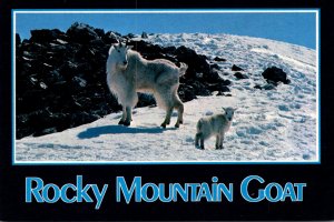 Rocky Mountain Goat On Top Of Torrey's Peak