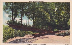 A Never Dying Redwood Highway California