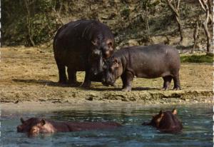 Hippopotamus in Africa