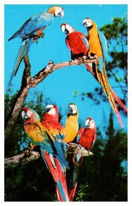 Postcard ANIMAL SCENE Miami Florida FL AR8920