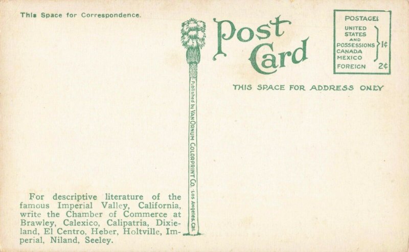 Postcard Date Trees Imperial Valley California