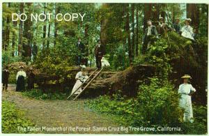 Fallen Monarch, Santa Cruz, Cal