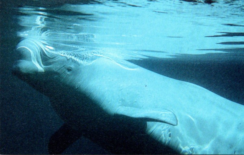 Whales Beluga White Whale