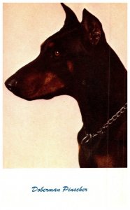 Dog , Doberman Pinscher