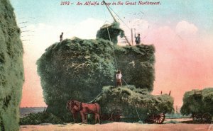 Vintage Postcard 1914 An Alfalfa Crop in the Great Northwest California CA