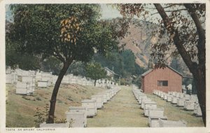 An Apiary California 1900-10s